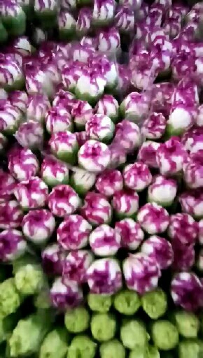 康乃馨，鲜切花，满天星，玫瑰，