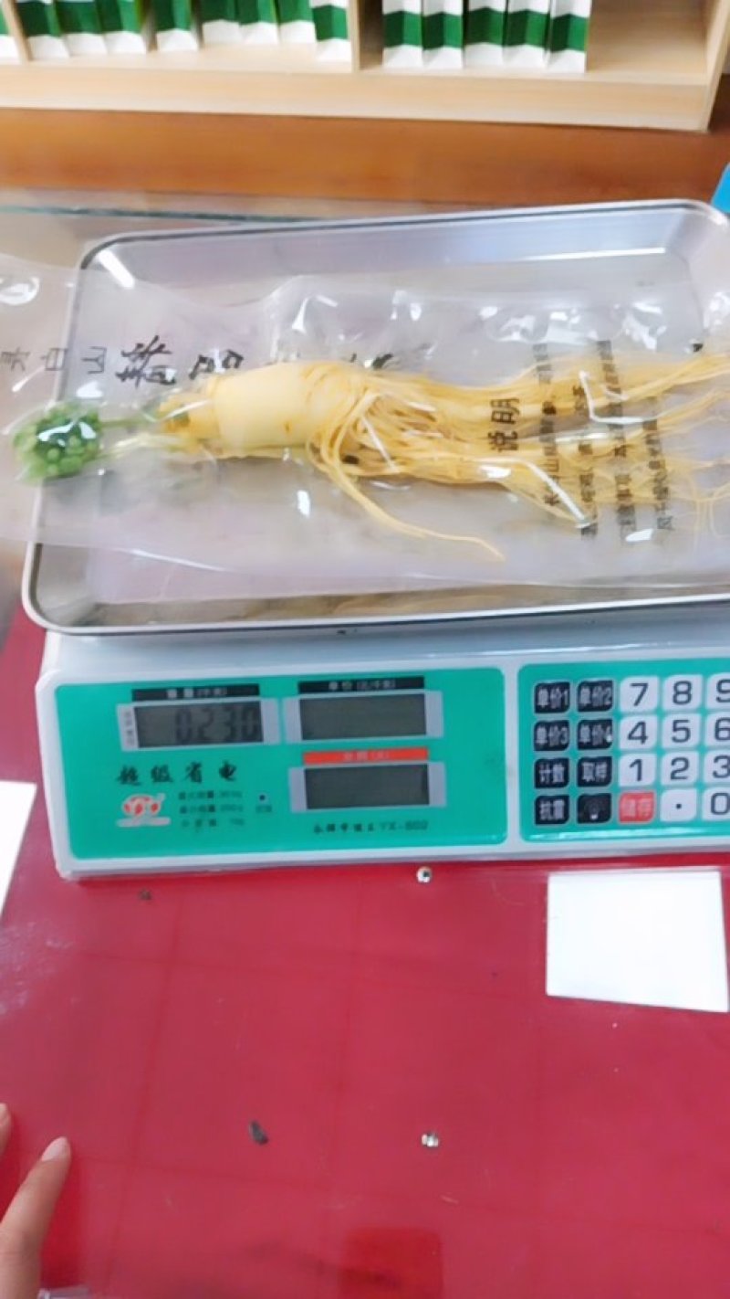 东北保鲜参大颗小颗