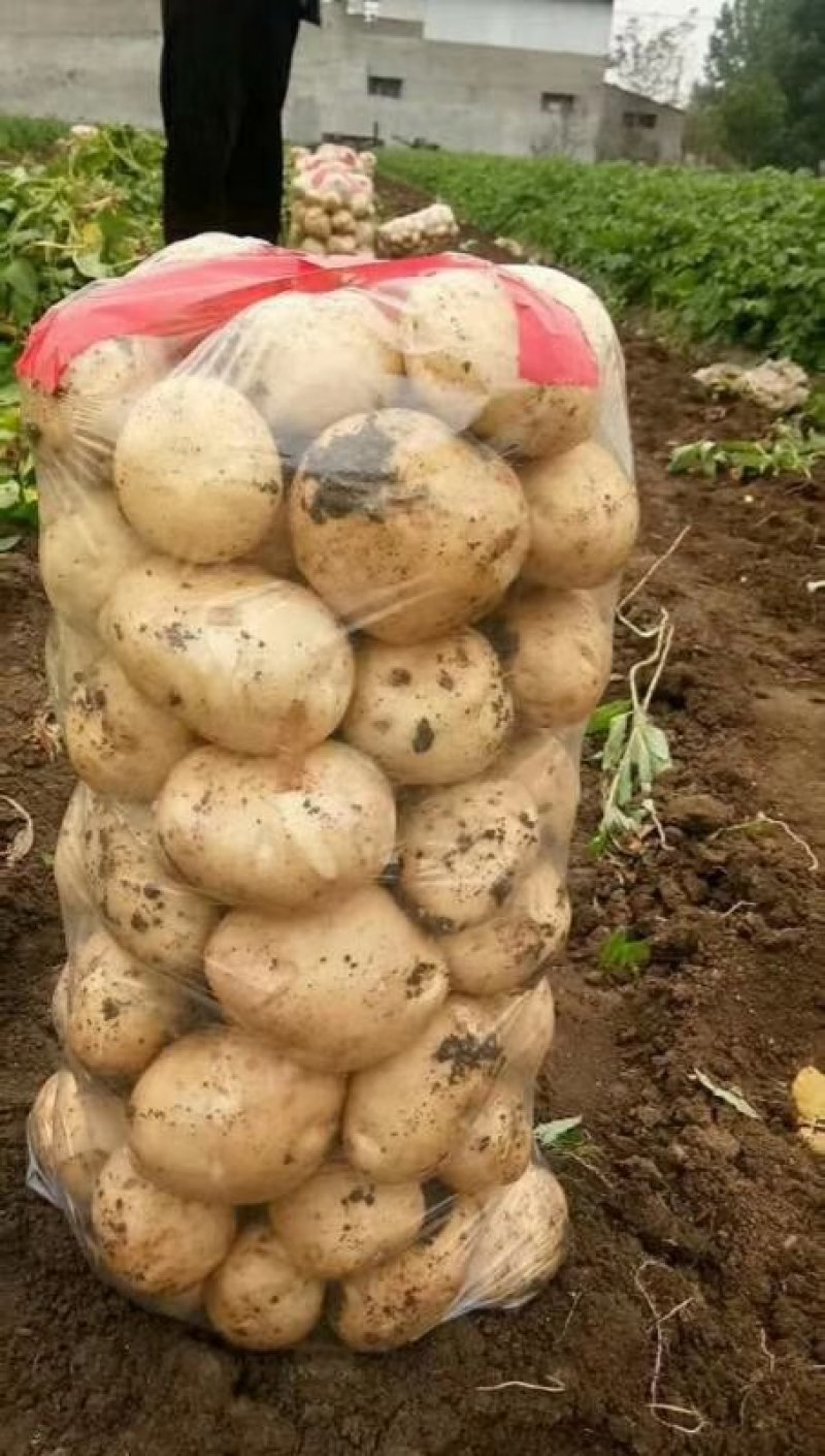 南阳基地黄心土豆大量上市中二俩起，六一大量供应