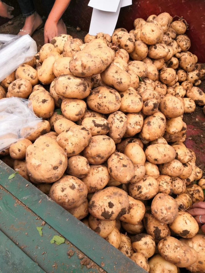 南阳基地黄心土豆大量上市中二俩起，六一大量供应