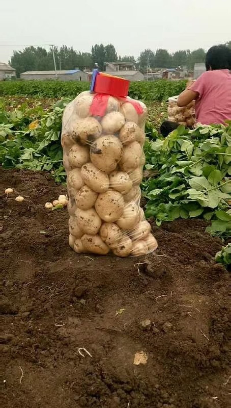 南阳基地黄心土豆大量上市中二俩起，六一大量供应