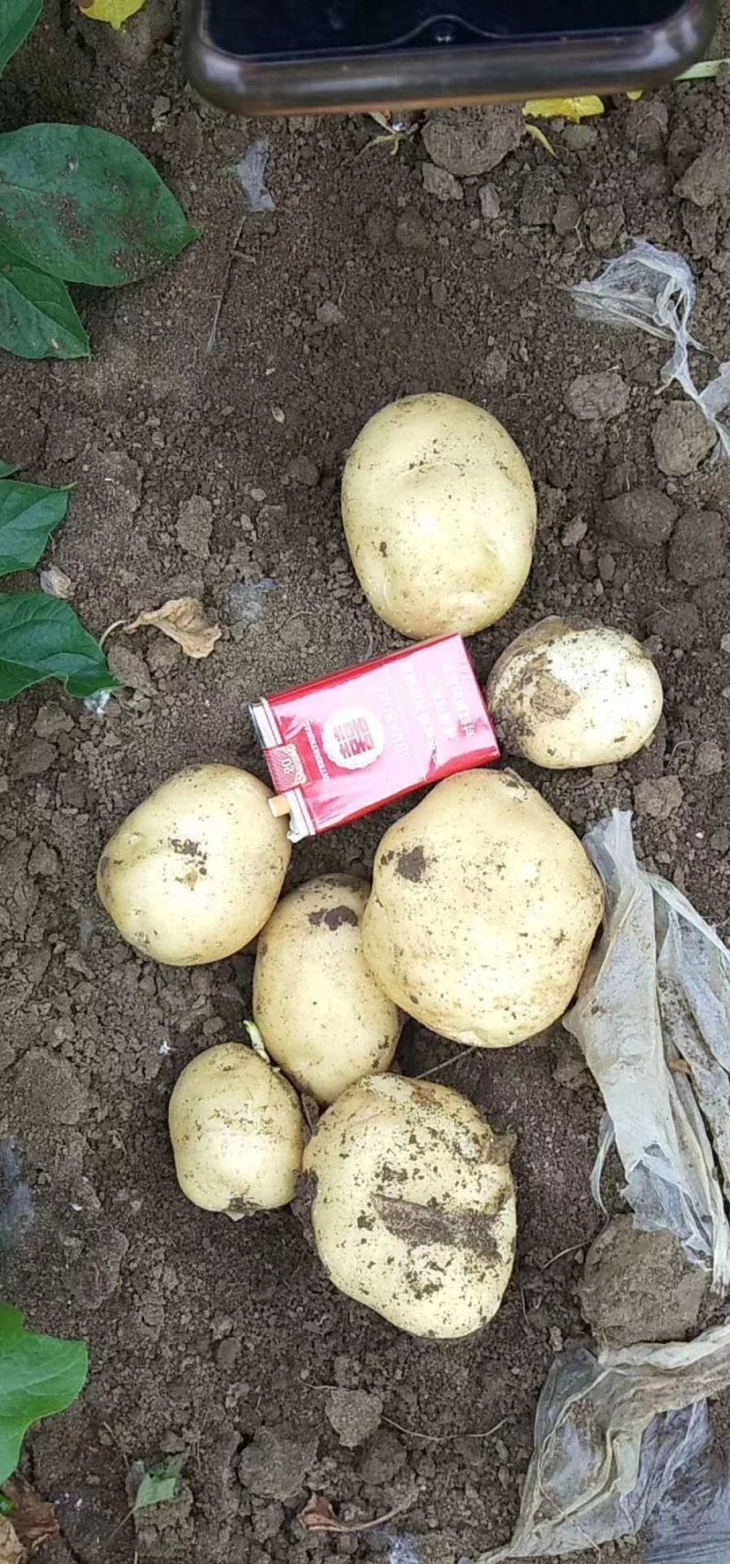 南阳基地黄心土豆大量上市中二俩起，六一大量供应