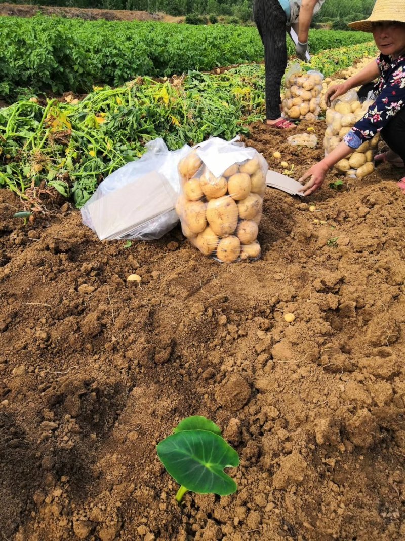南阳基地黄心土豆大量上市中二俩起，六一大量供应
