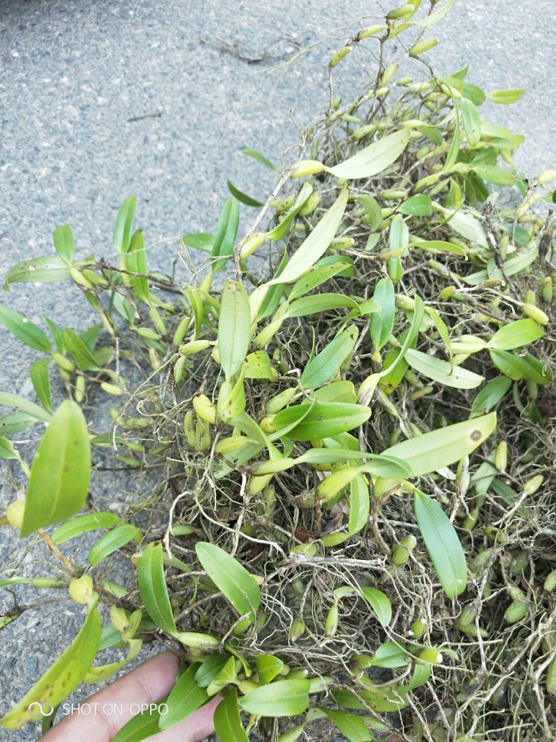 石橄榄中果，小果