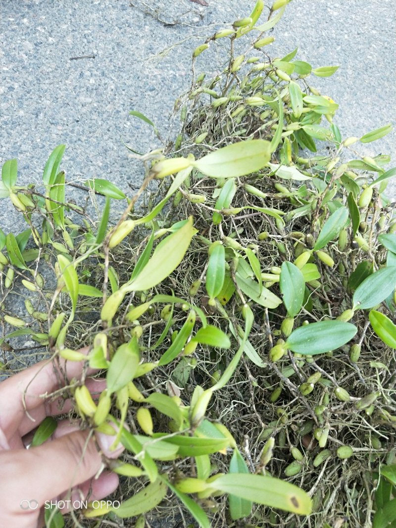 石橄榄中果，小果