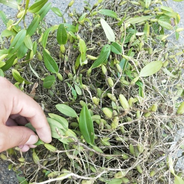 石橄榄中果，小果