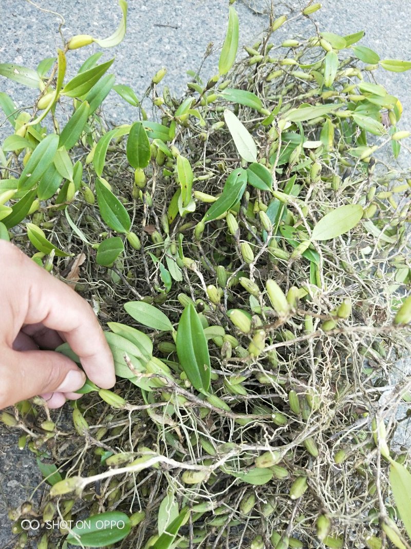 石橄榄中果，小果