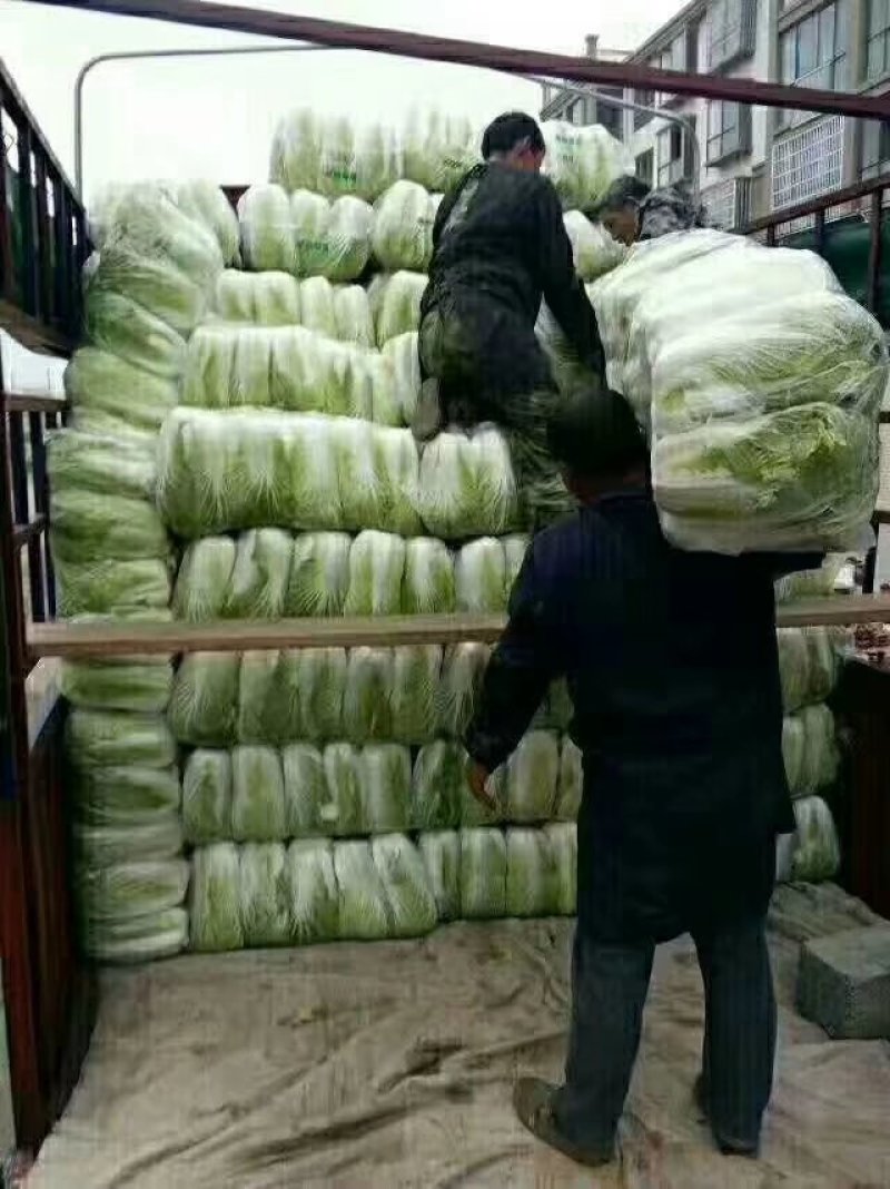 精品高山大白菜娃娃菜产地直销！新鲜上市，保质保量