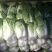 精品高山大白菜娃娃菜产地直销！新鲜上市，保质保量