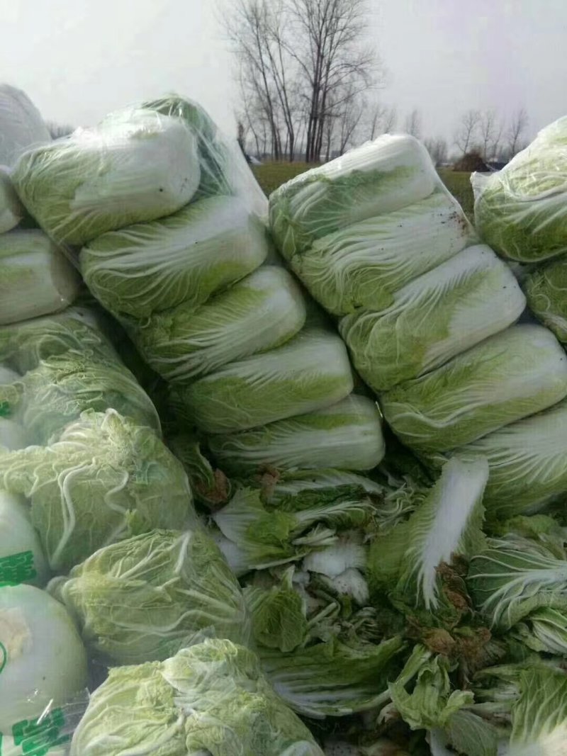 精品高山大白菜娃娃菜产地直销！新鲜上市，保质保量