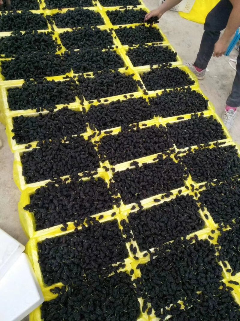 鲜桑椹适合加工桑葚酒，桑葚干，药厂投料鲜果市场
