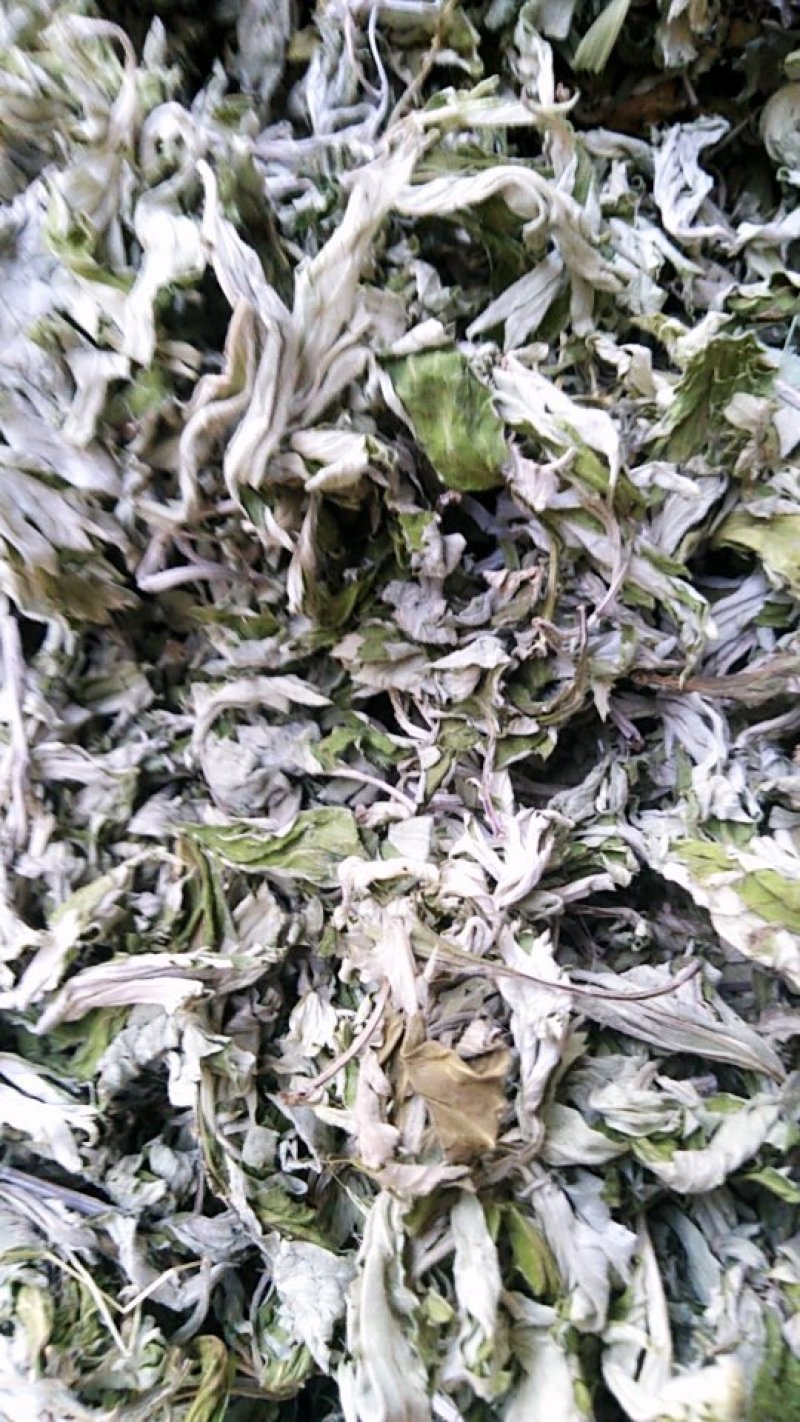 3年野生陈艾叶端午节，泡水冼高含量。有手选，保证质量长期
