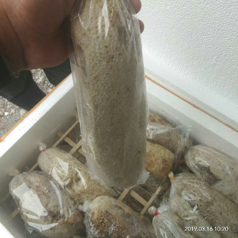 一手货源产地直销供应高山野生大挂蜜小挂蜜