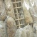 一手货源产地直销供应高山野生大挂蜜小挂蜜