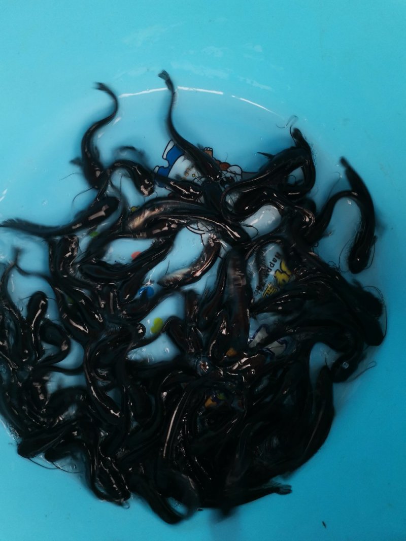 大口鲶