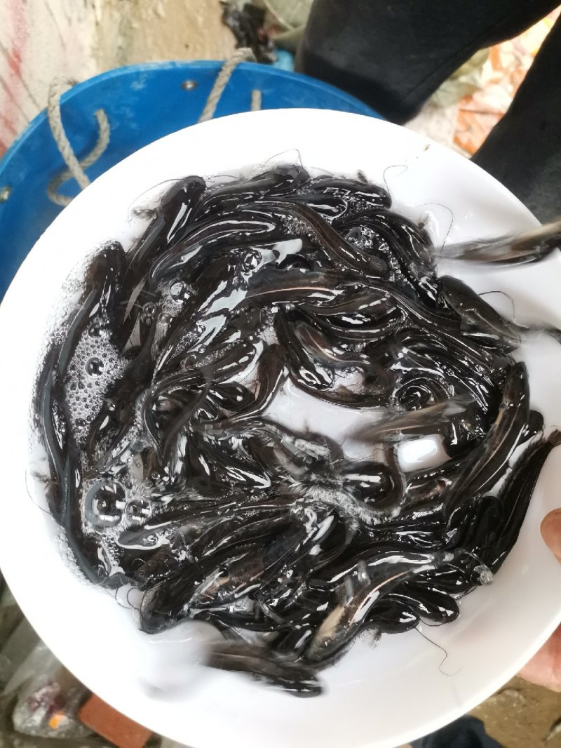 大口鲶