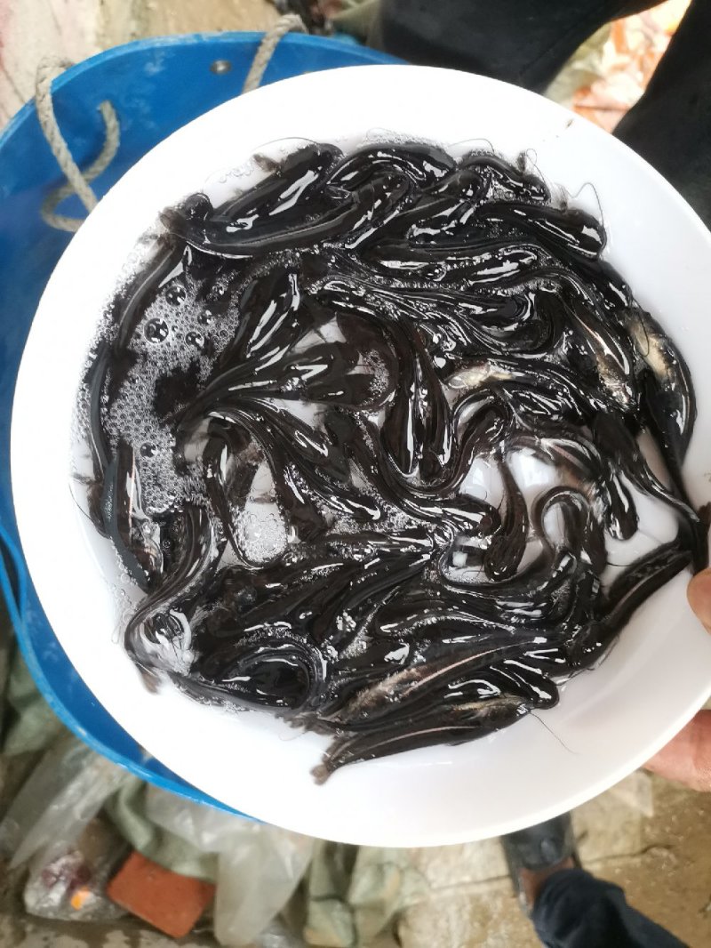 大口鲶
