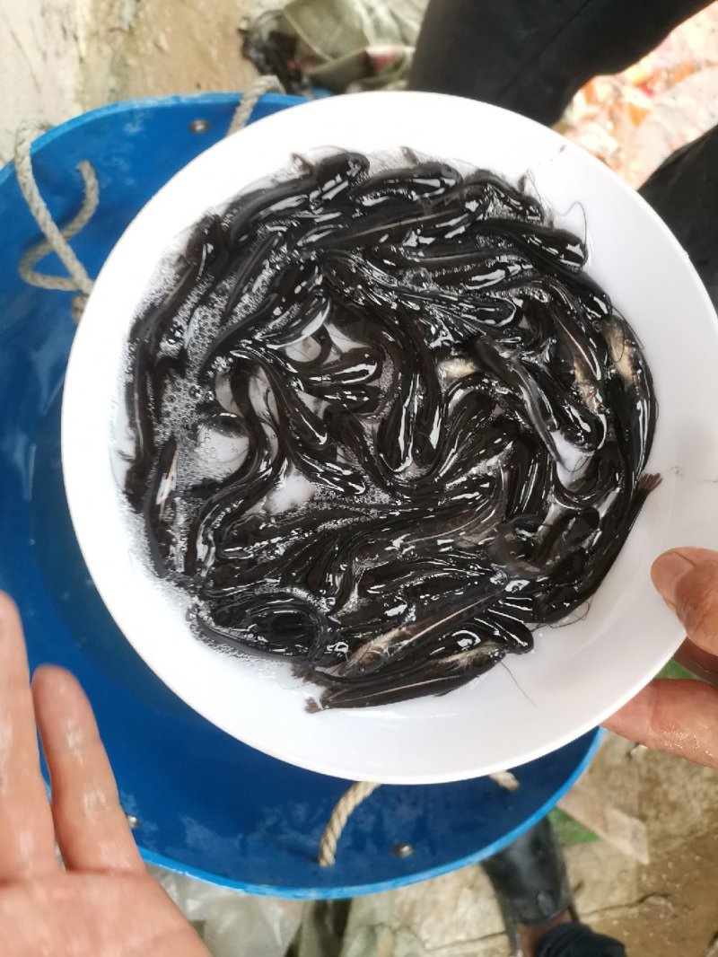 大口鲶