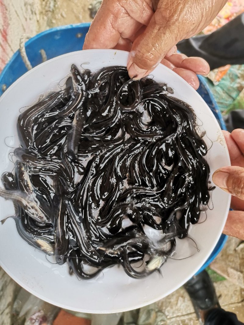 大口鲶