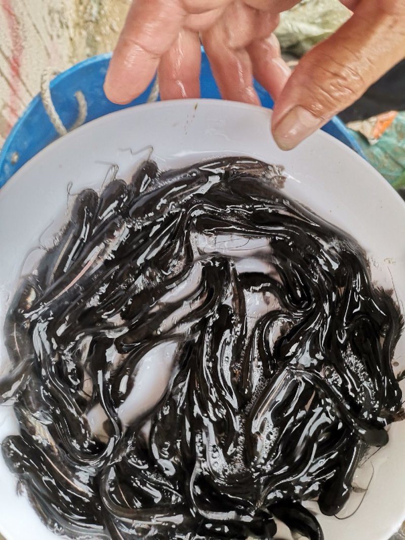 大口鲶