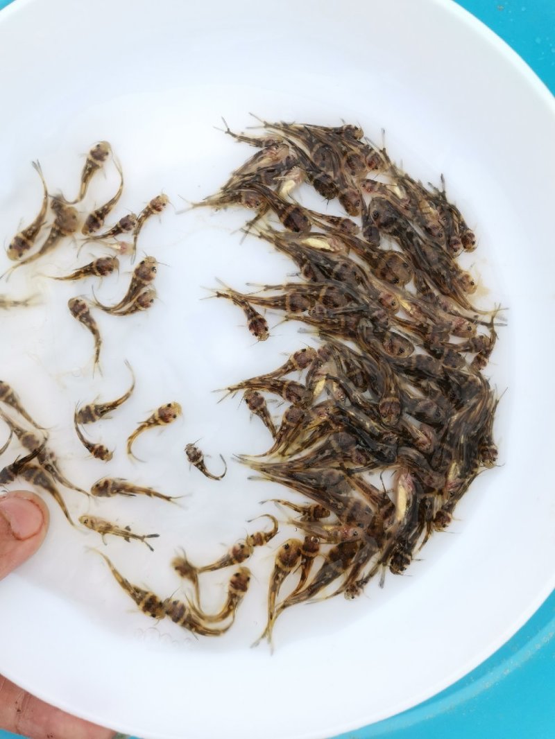 全雄黄骨鱼苗，杂交骨，