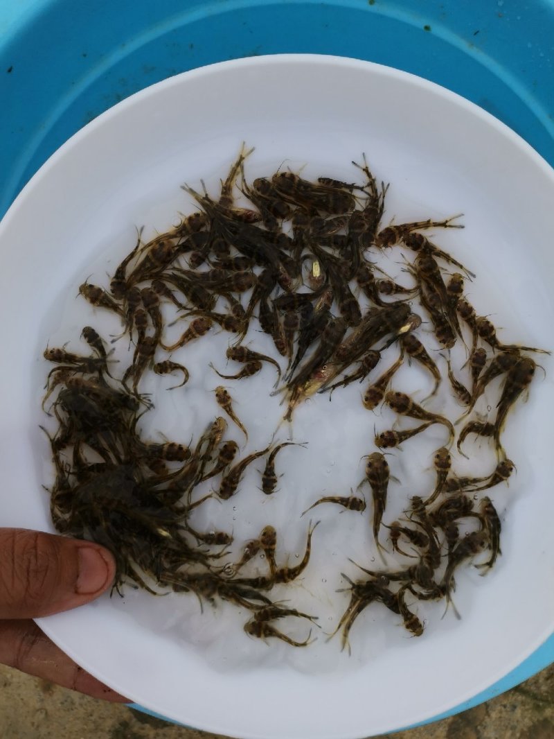 全雄黄骨鱼苗，杂交骨，