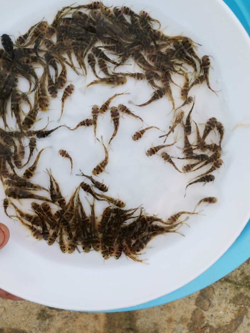 全雄黄骨鱼苗，杂交骨，