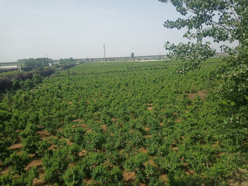 预售毛桃，二号三号及沙红，