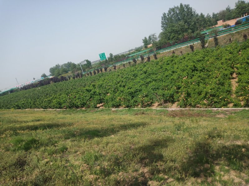 预售毛桃，二号三号及沙红，