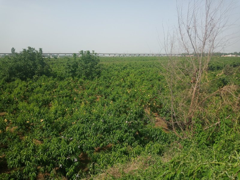 预售毛桃，二号三号及沙红，
