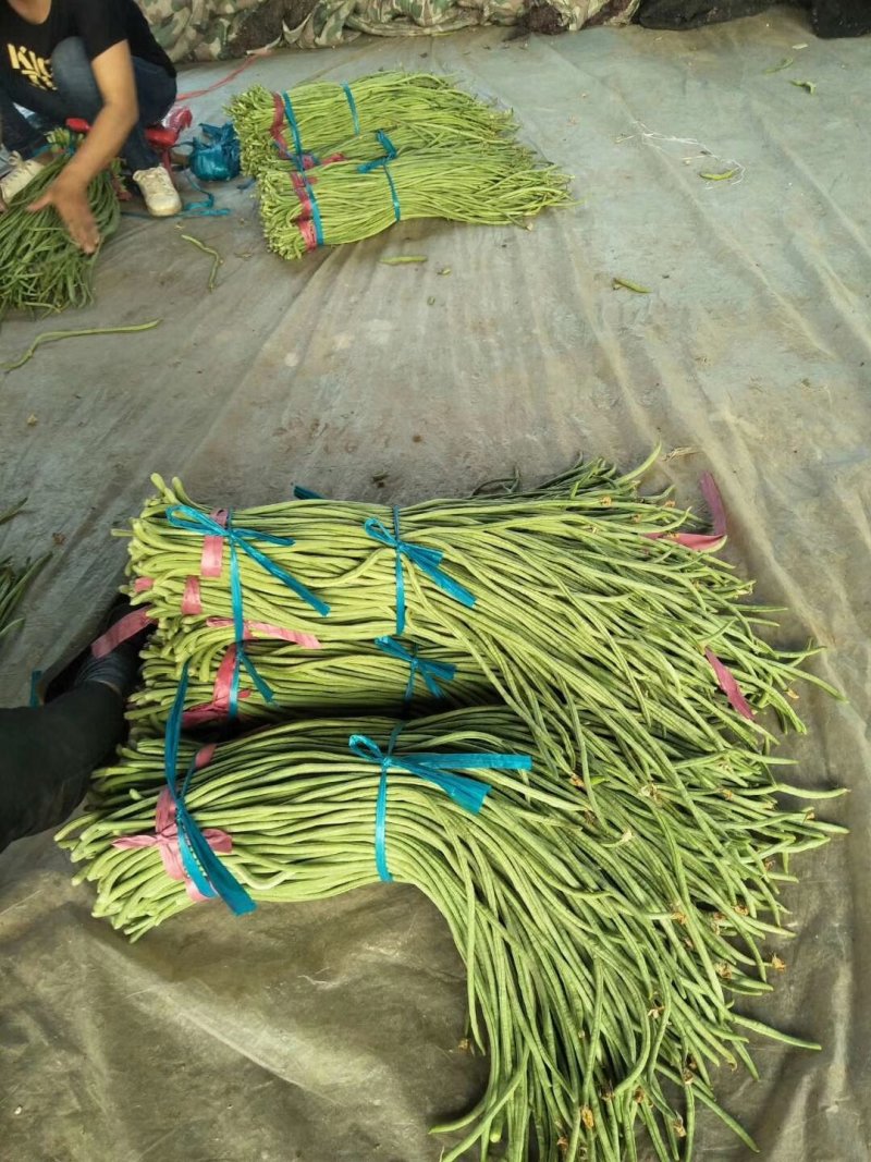 长豆角，长豇豆，产地大量上市，一手货源，