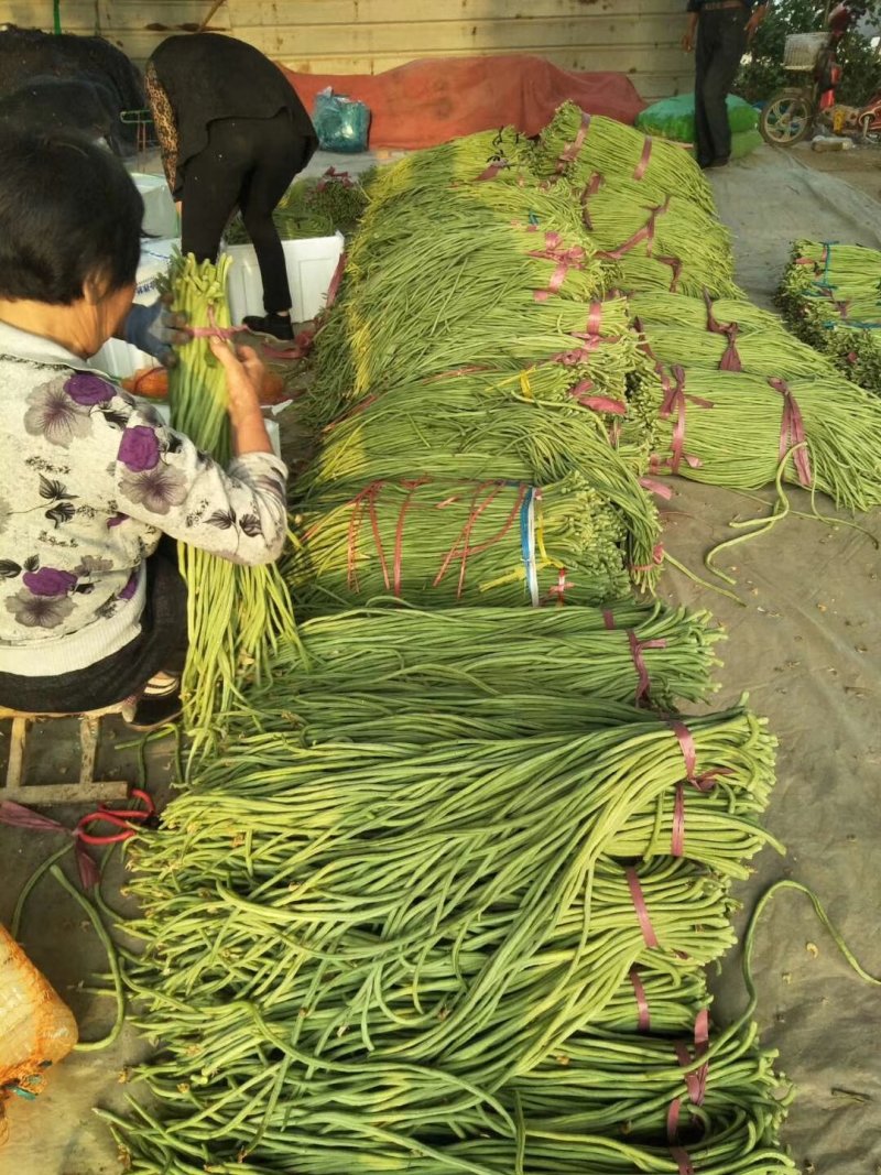长豆角，长豇豆，产地大量上市，一手货源，