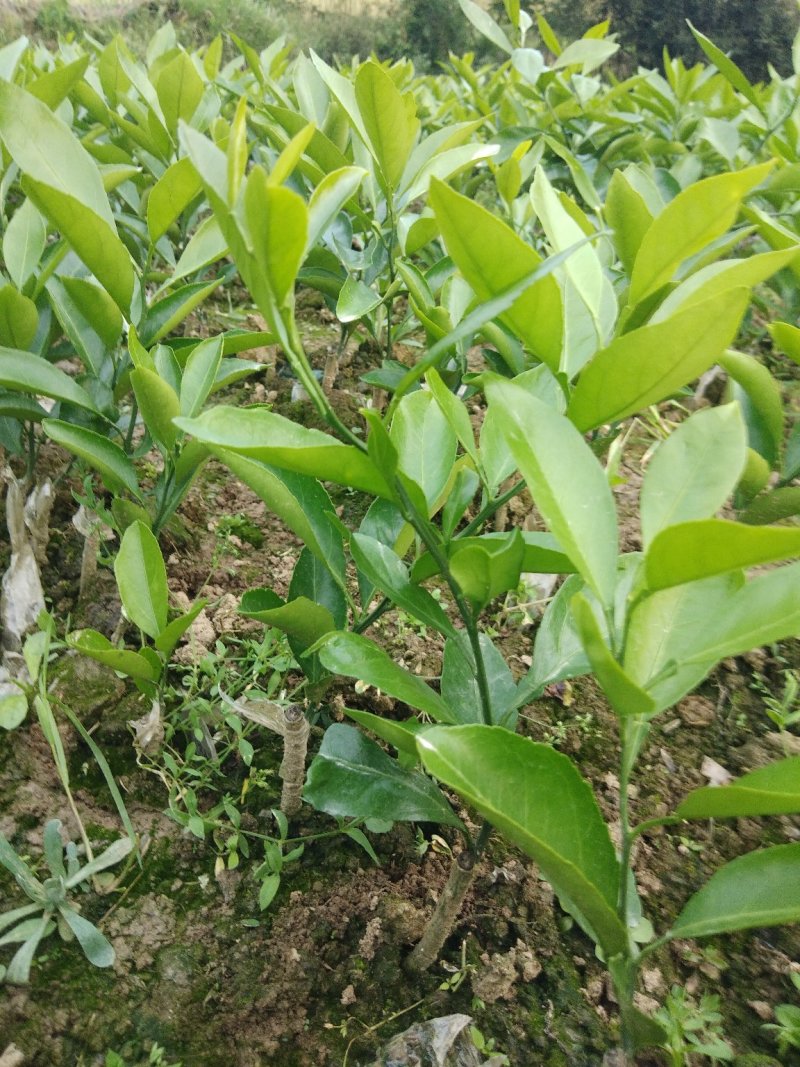 柑桔苗，特早密桔，新津，宫川，可签合同，假一赔十