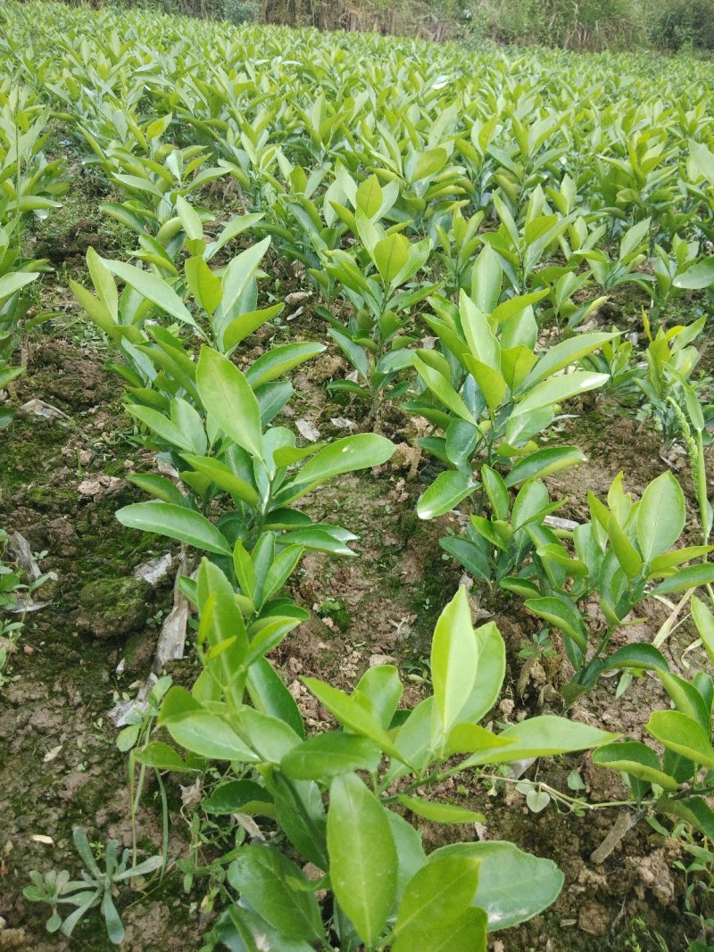 柑桔苗，特早密桔，新津，宫川，可签合同，假一赔十
