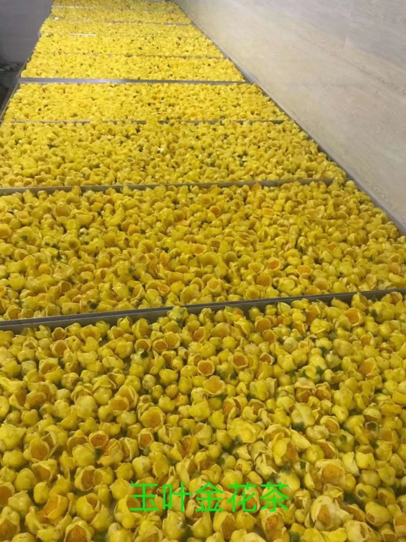 金花茶选货干花500克起包邮量大优惠