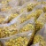 金花茶选货干花500克起包邮量大优惠