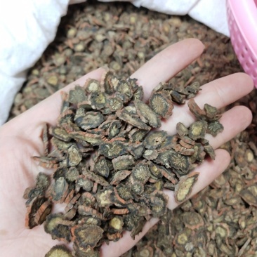 丹参片紫丹参片无硫磺2斤起批不包邮！