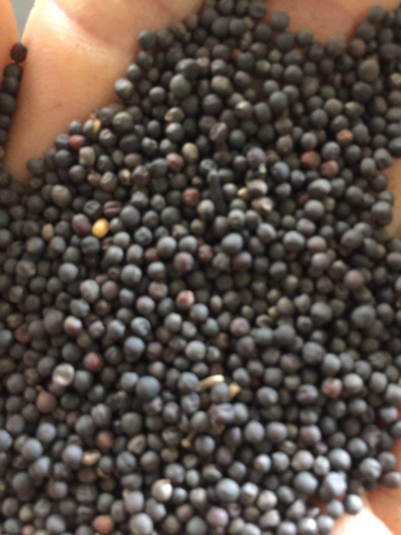 湖北精选优质油菜籽高含油水份低几乎零杂质