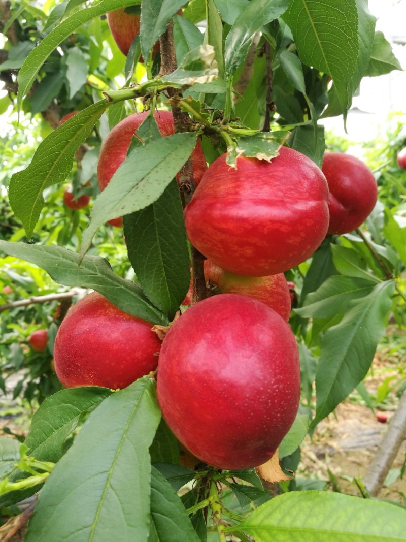 油桃大量上市