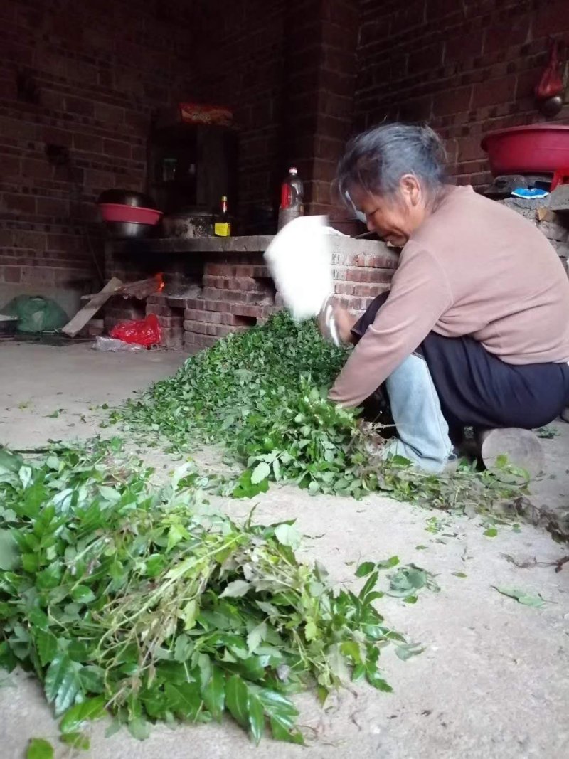瑶族深山的野生藤茶，藤婆茶，
