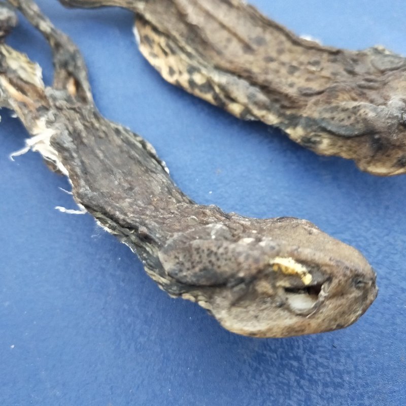 中药材动物类蟾蜍干去内脏干品