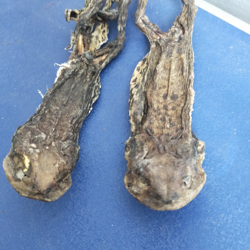 中药材动物类蟾蜍干去内脏干品