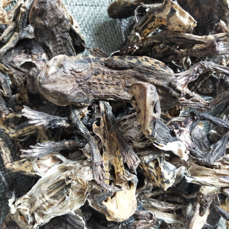 中药材动物类蟾蜍干去内脏干品