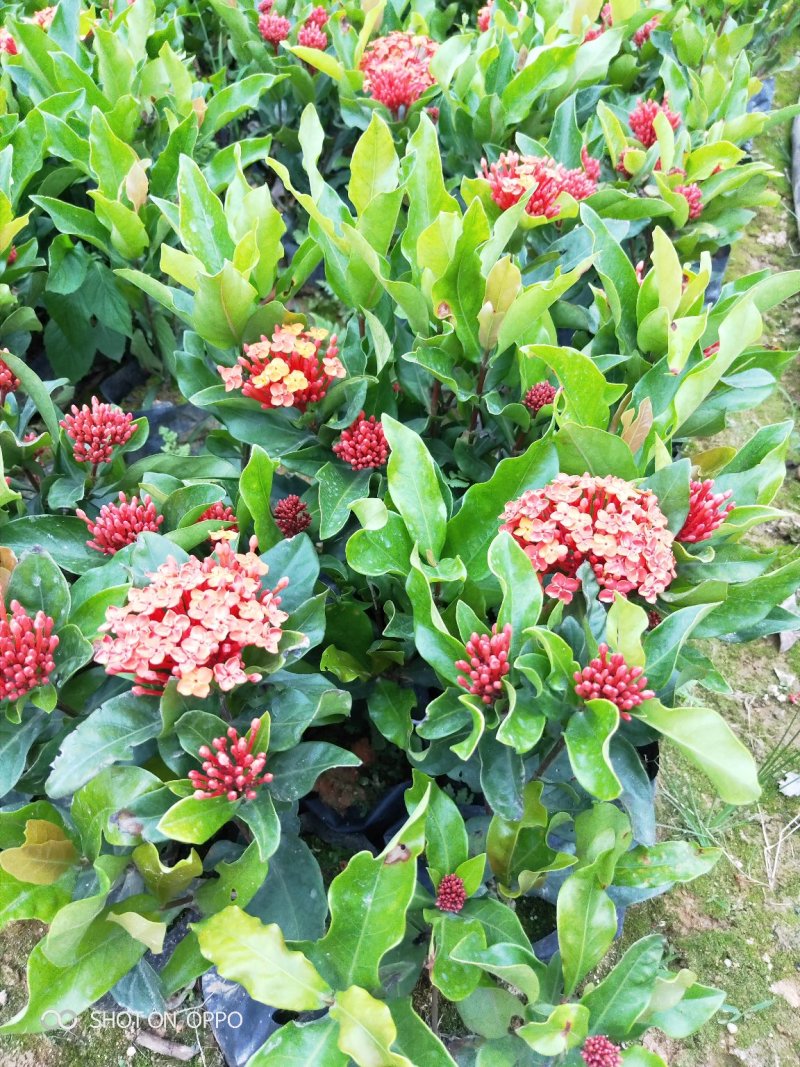 龙船花高度20到30厘米福建苗木基地自产自销