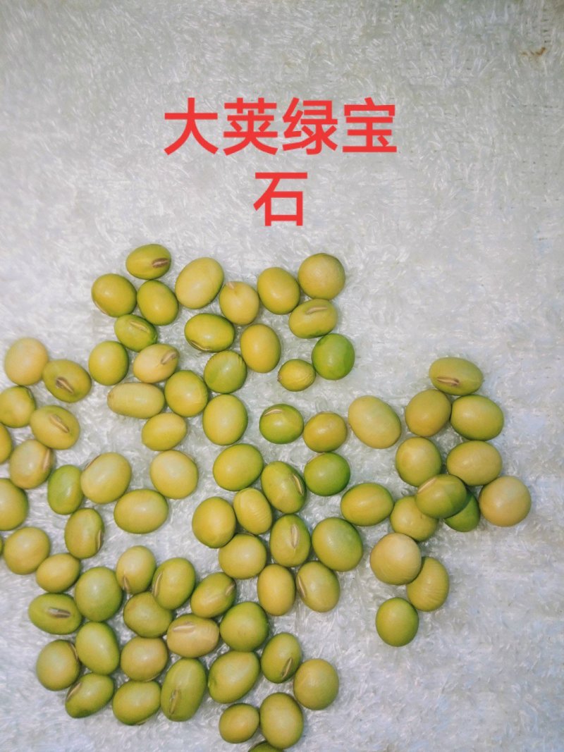 育种基地直营毛豆种子质优价公道并常年做定单回收