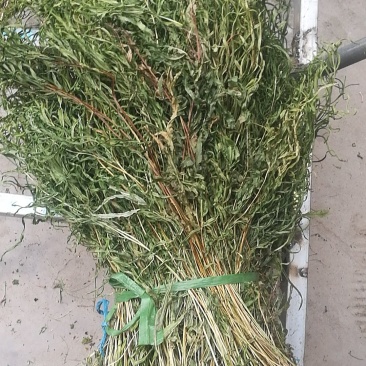 凤尾草