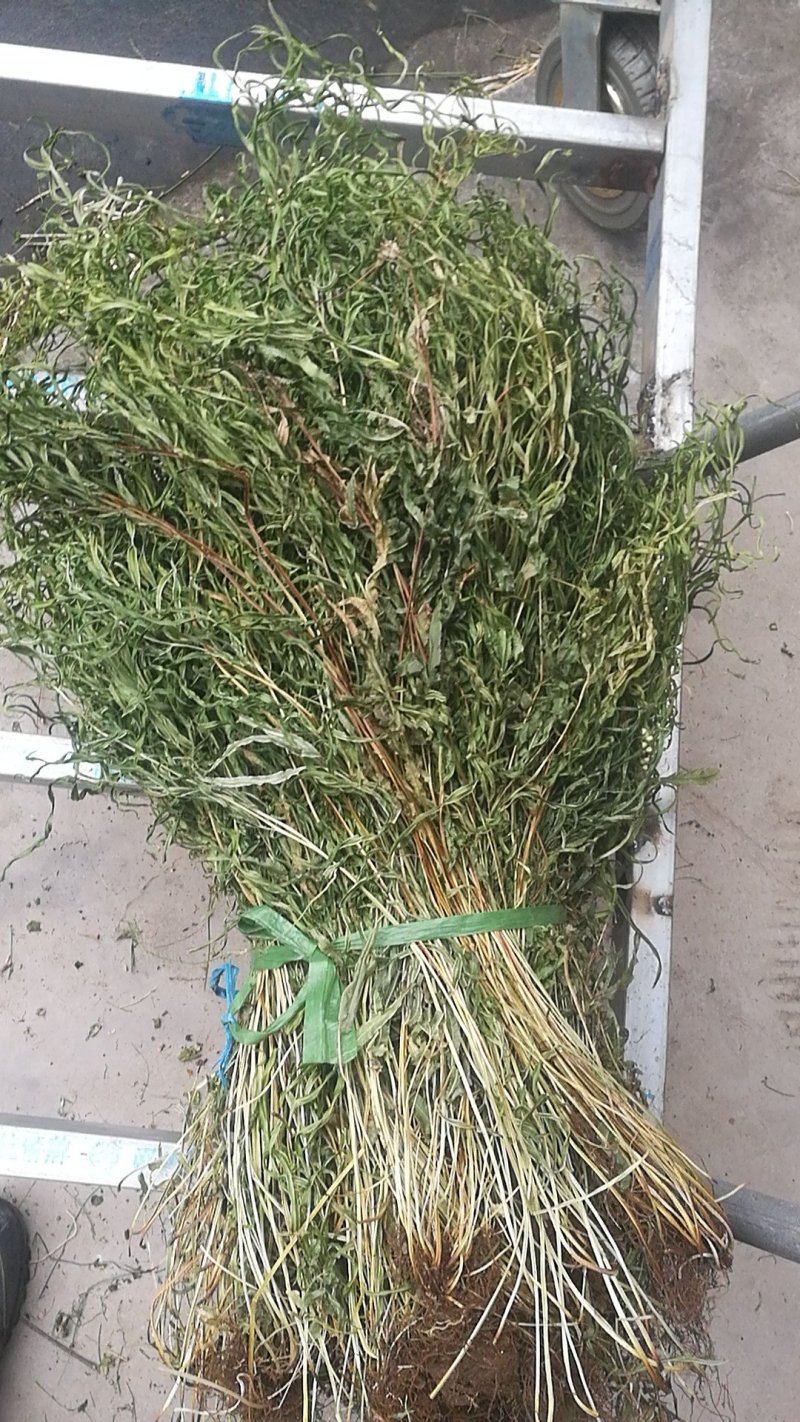 凤尾草