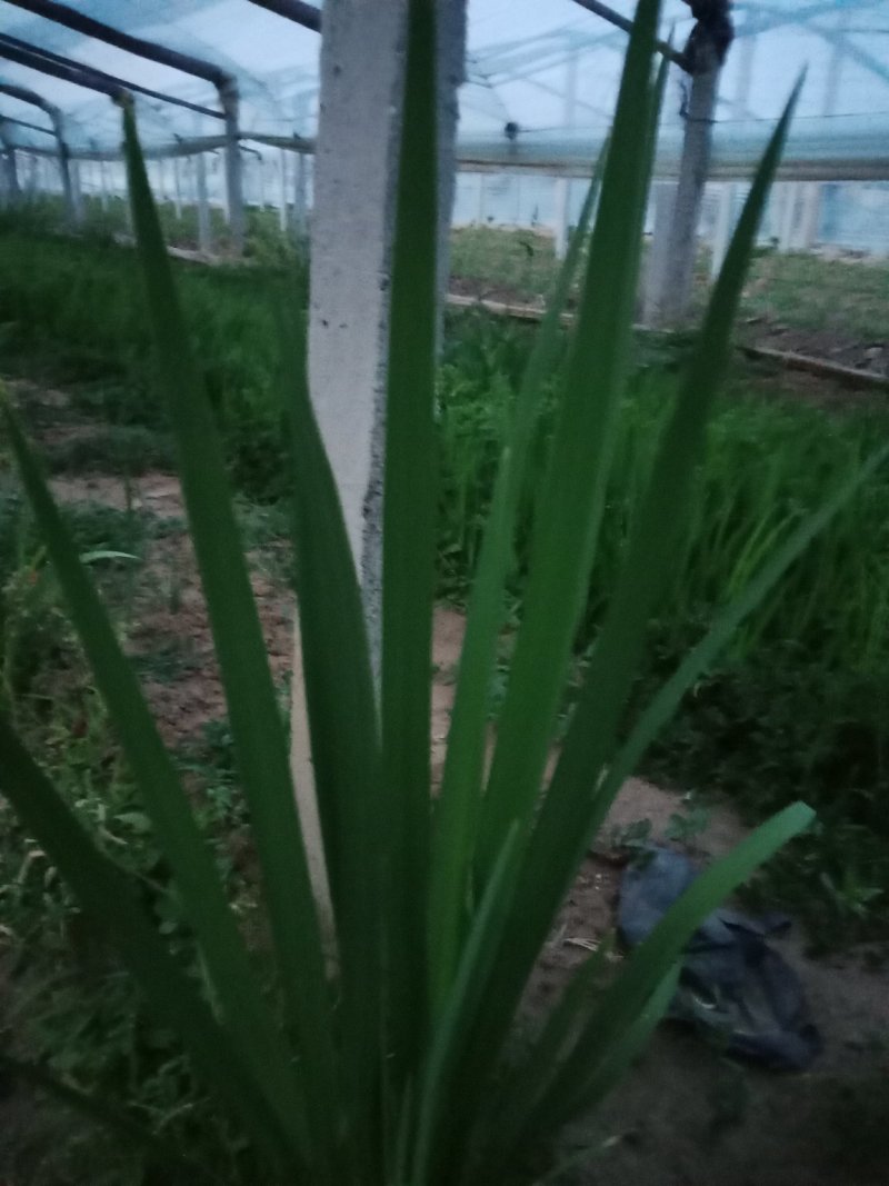 水生鸢尾质量保证，基地直发