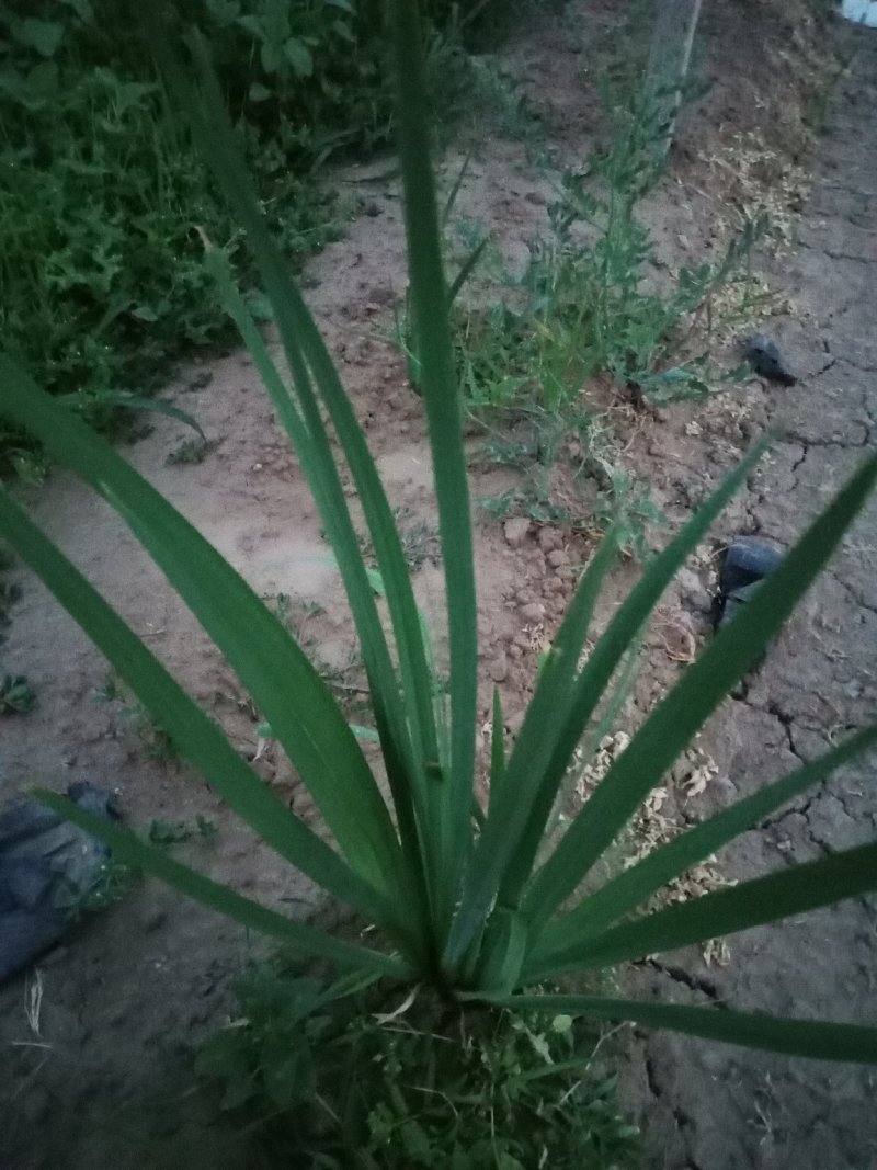 水生鸢尾质量保证，基地直发