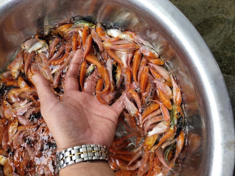 正宗日本锦鲤鱼苗，观赏鱼。